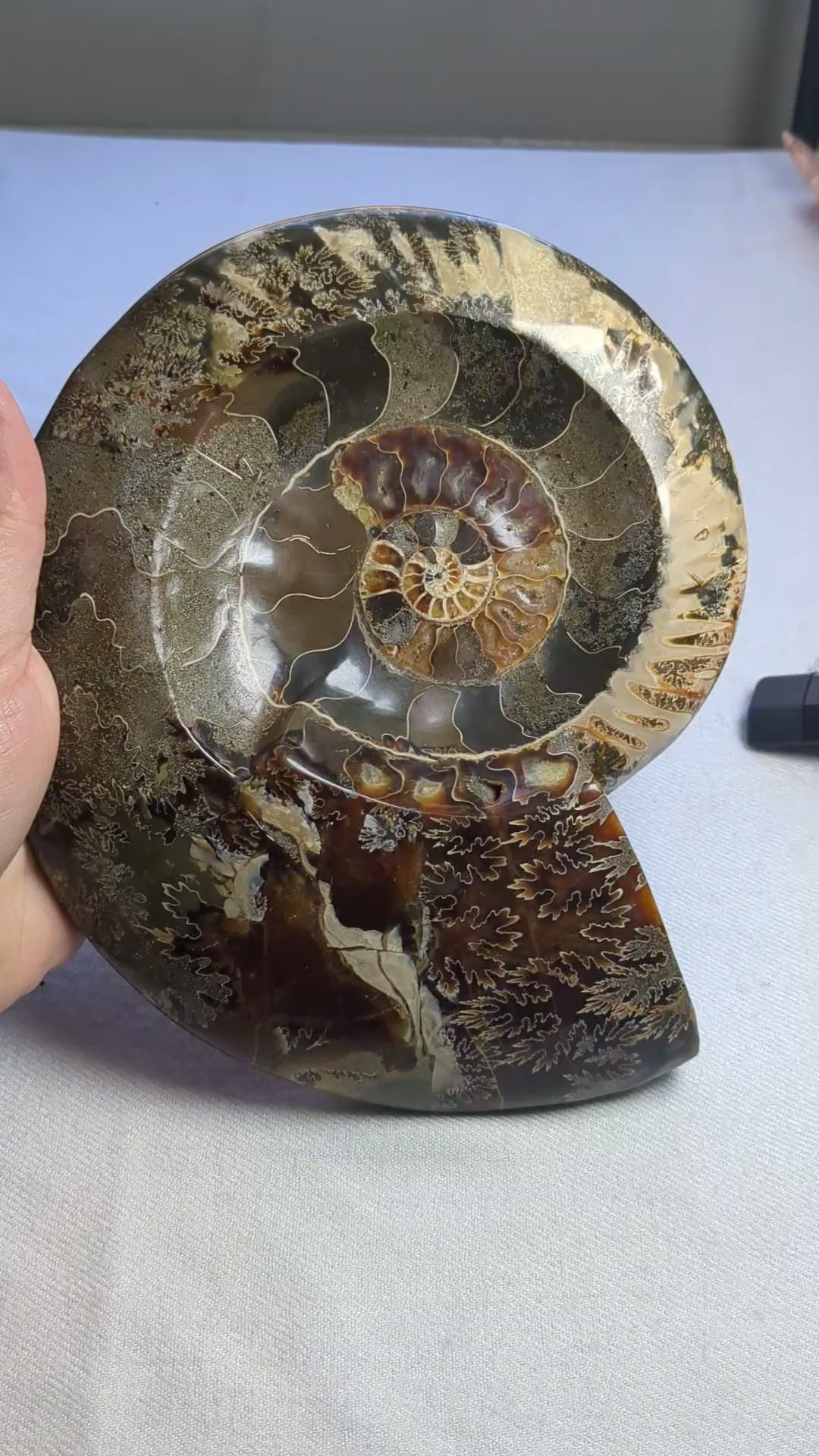 Ammonite Shell
