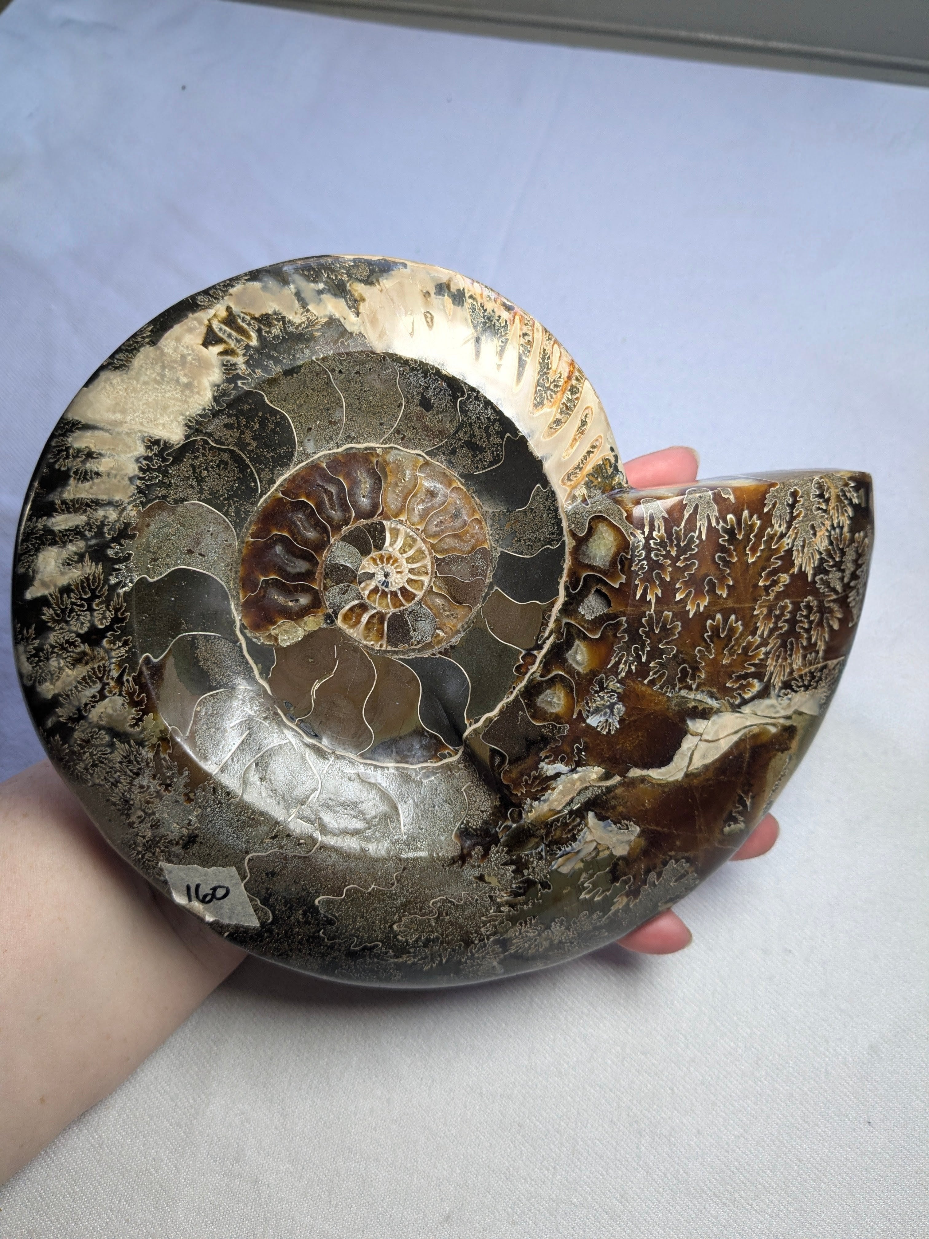Ammonite Shell